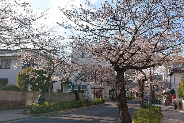 芦屋の桜