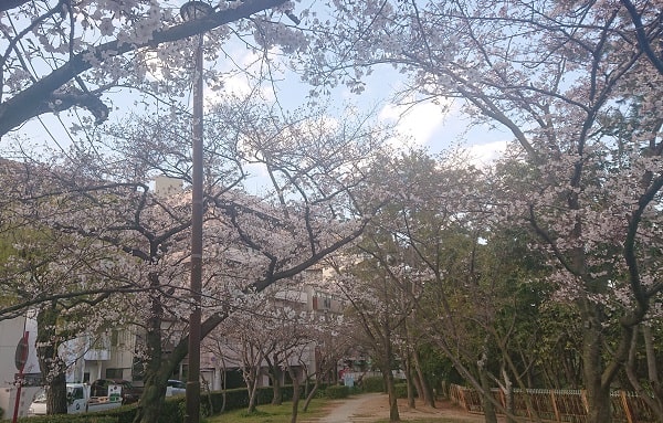 片鉾公園の桜