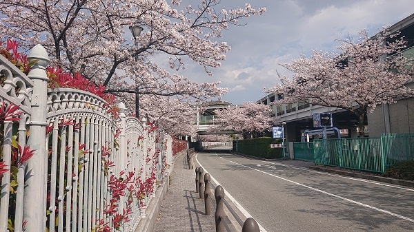 阪神競馬場の桜
