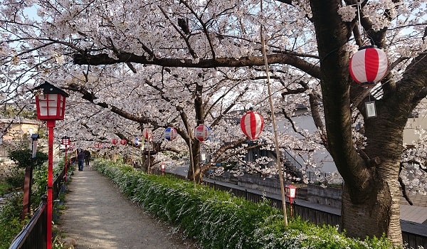 小浜宿の桜
