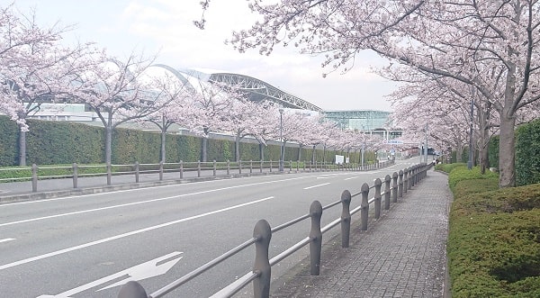 阪神競馬場の桜